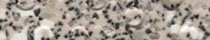 Oystershell, H4800Gauge: 2mm